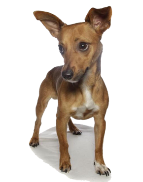 Baxter “Mortgage Pup”